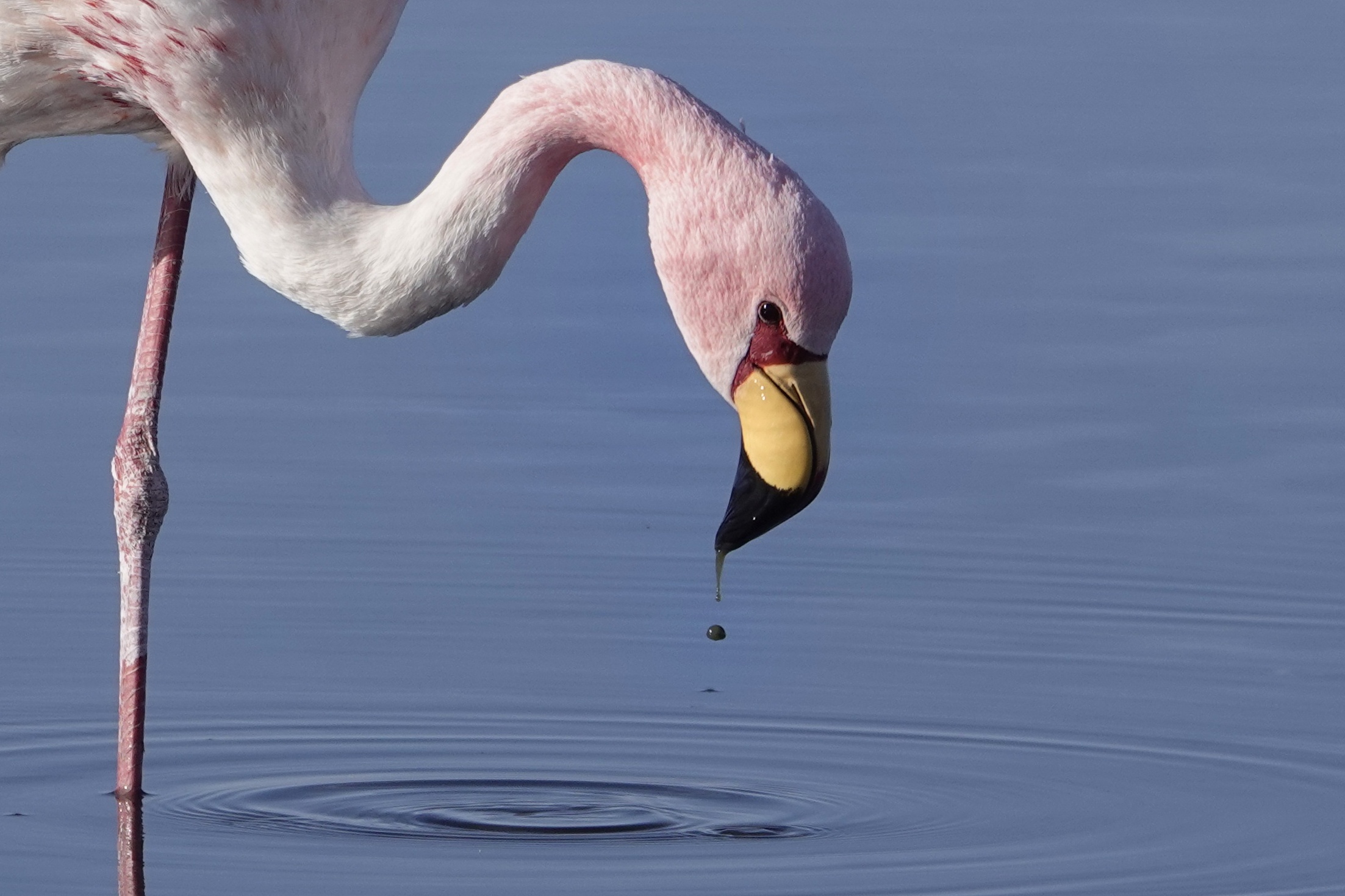 Flamant se nourrissant dans l'eau